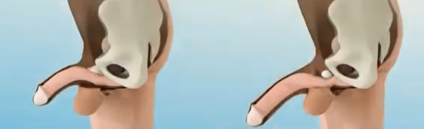 Katta eshakli buvilar bilan porno Kovgir porno surat